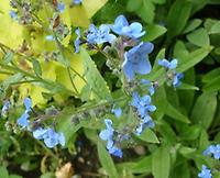 Brunnera