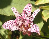 Tricyrtis.jpg