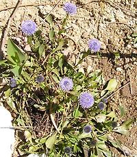 Globularia