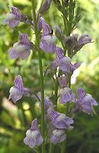 Linaria_aeruginea.jpg