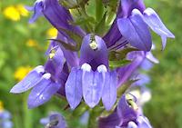 Lobelia_siphilitica