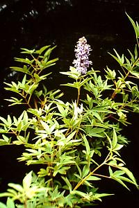 Vitex_agnus_castus