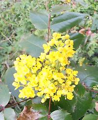 Mahonia_aquifolium.jpg