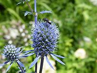 Eryngium_planum Blauer Zwerg