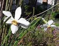 Narcissus poeticus