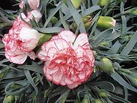 Dianthus2012.jpg