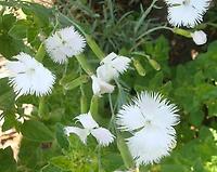 Dianthus_fragrans2.jpg