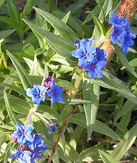 Anchusa_officinalis