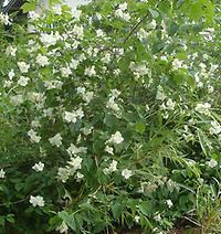 Philadelphus