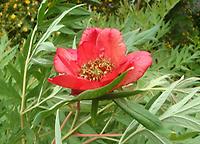 Paeonia_delavayi