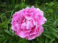 Paeonia_Victoire_de_la_Marne