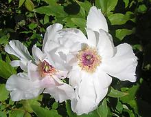 Paeonia_suffruticosa