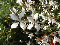 Gaura_lindheimeri