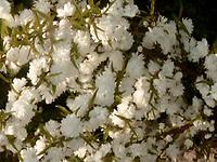 Prunus_tenella