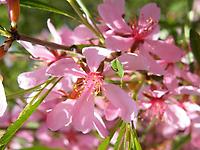 Prunus_tenella