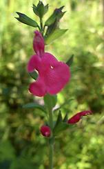 Salvia_neurepia