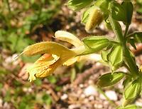 Salvia_glutinosa