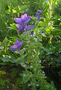 Salvia_hormium_blau