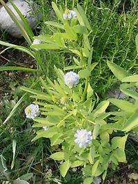 Trigonella_caerulea