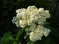 Achillea macrophylla