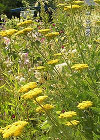 Achillea filipendula