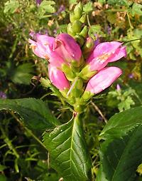 Chelone_obliqua