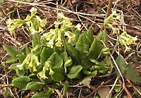 Primula veris