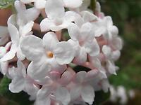 Viburnum_carlesii