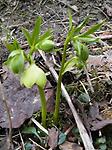 Helleborus multifidus