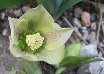 Helleborus Ortrun