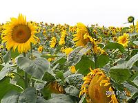 Helianthus_Sonnenblume