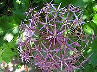 Allium_christophii