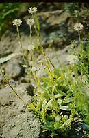 Helichrysum_bellidioides