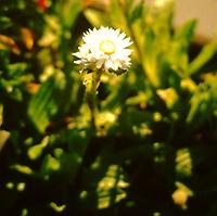 Helichrysum_thianshanicum