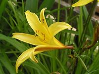 Hemerocallis