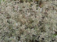 Thymus_citriodorus