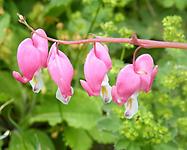 Dicentra Tränendes Herz