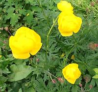 Trollius_europaeus