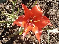 Tulipa_linifolia