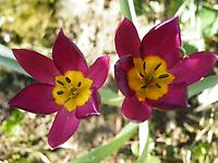 Tulipa pulchella