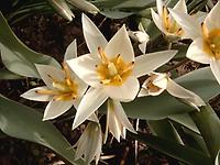 Tulipa turkestanica