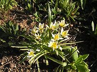 Tulipa tarda