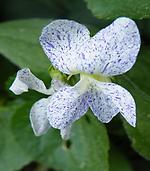 Viola sororia Freck