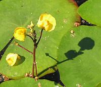 Utricularia Blüte