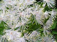 Thalictrum aquilegifolium