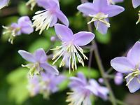 Thalictrum_rochebrunnianum.jpg