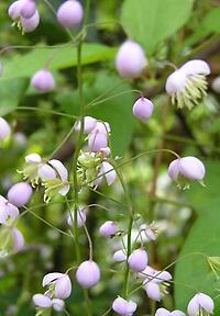 Thalictrum delavayi