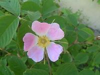 rosa_villosa