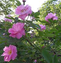 Rosa_villosa_Duplex