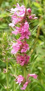 Hyssopus_officinalis_rosa